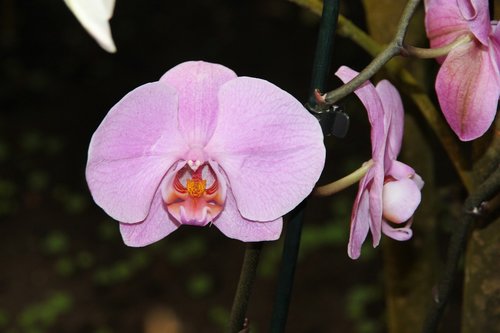 orchid  flowers  phalaenopsis