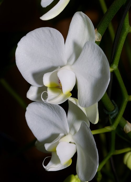 orchid  tropics  blossom