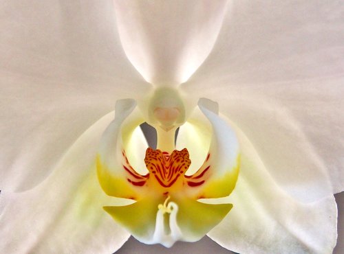 orchid  white interior  close up