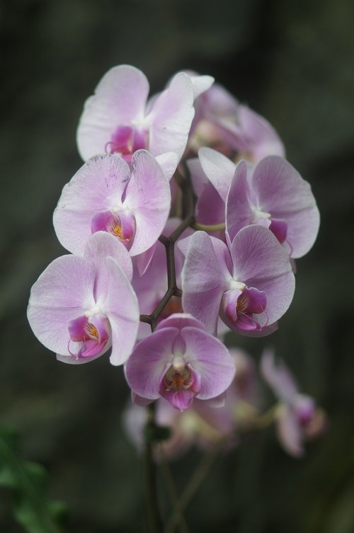 orchid  flower  plant