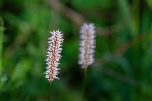 orchid  moor  reed