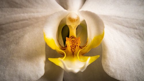 orchid  phalaenopsis  white