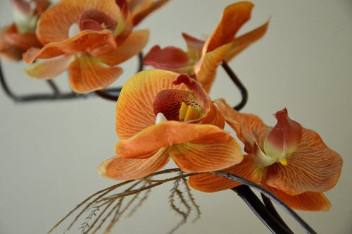 orchid  decoration  blossom