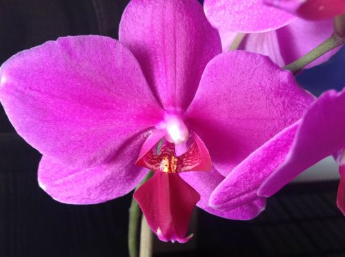 orchid flower fuchsia