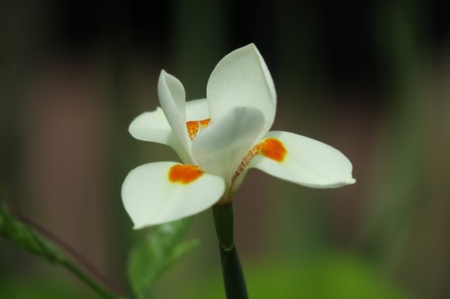 orchid  white  white blossom