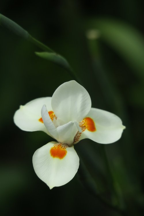 orchid  white  white blossom