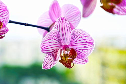 orchid  violet  flower
