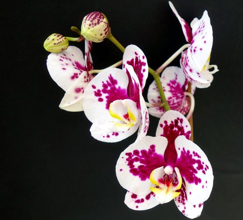 orchid  flower  blossom