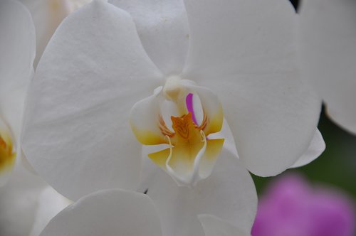 orchid  white orchid  flower