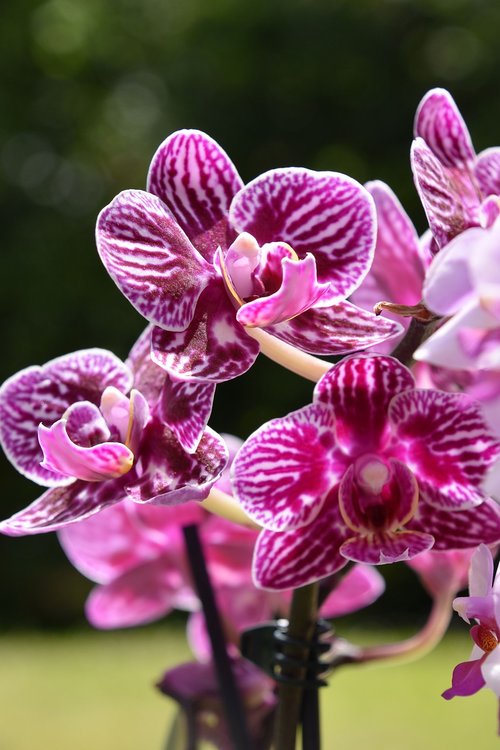 orchid  flower  nature