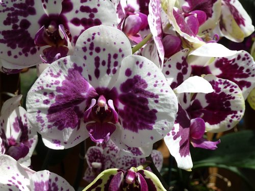 orchid  purple  white