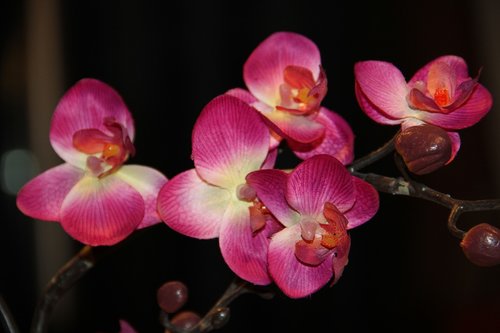 orchid  flower  nature