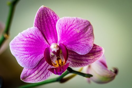 orchid  purple  pink