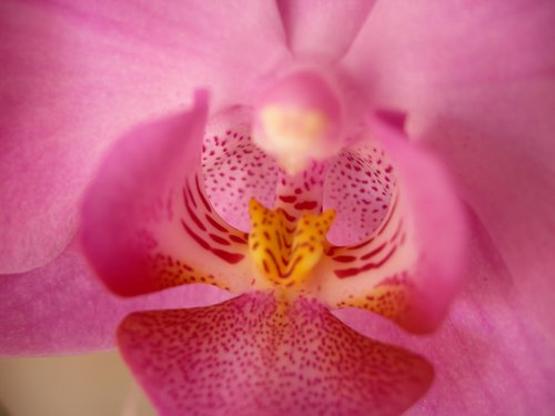 orchid  pink  flower