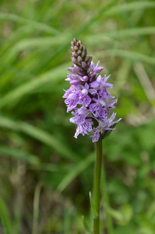 orchid flower violet