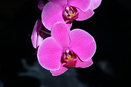orchid  flower  pink