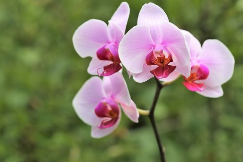 orchid  orchidaceae  phalenopsis