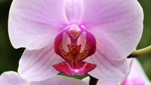orchid  orchidaceae  phalenopsis