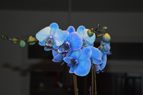 orchid  blue  flowers