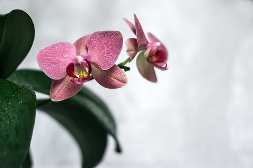 orchid  flower  bloom