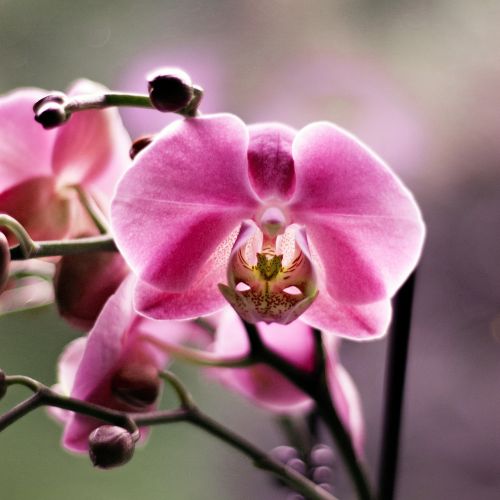orchid flower beauty