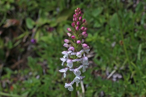 orchid  gymnadenia  alphabet