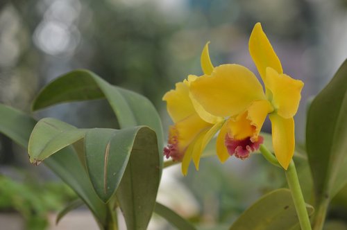 orchid  yellow flower  blossom