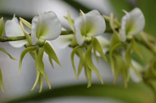 orchid  flower  white