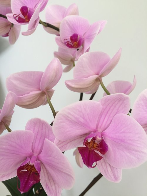 orchid  flower  pink