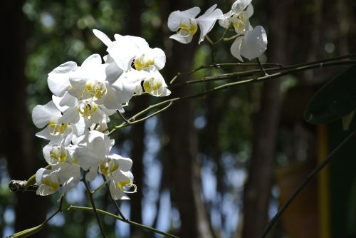 orchid white flower