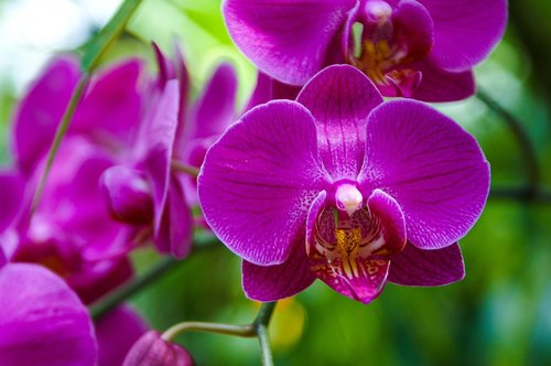 orchid  purpil  flower