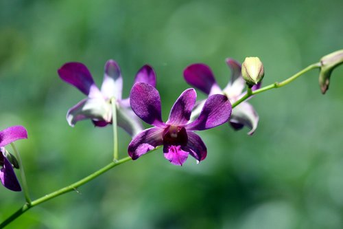 orchid  flowers  bloom