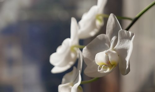orchid  macro  flower