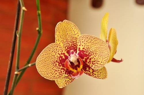 orchid  spring  flower