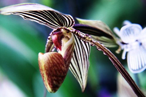 orchid  pink  flower