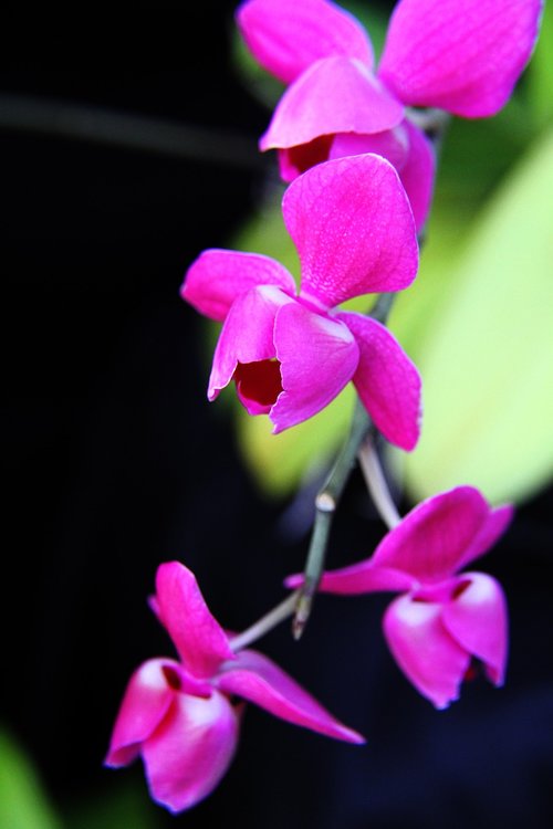 orchid  pink  flowers