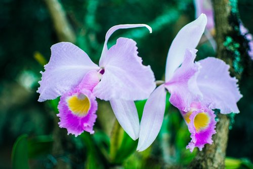 orchid  flower  petal