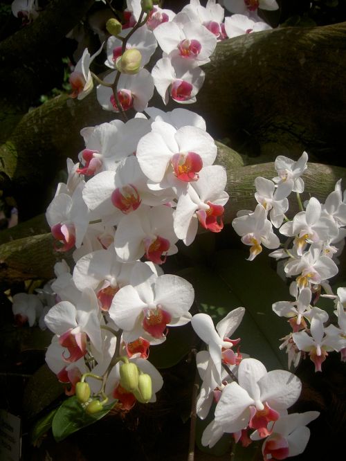 orchid flower white