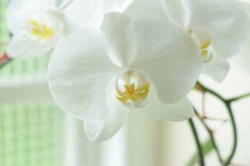 orchid  orchidaceae  white