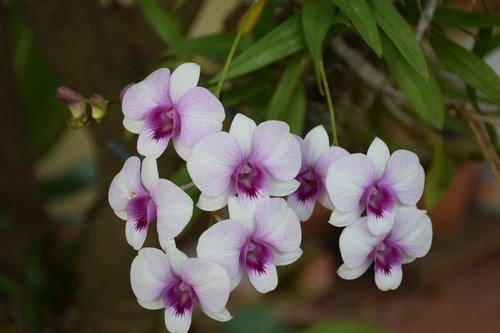 orchid  purple white  flowers