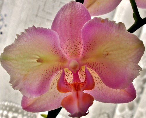 orchid  pink  close up