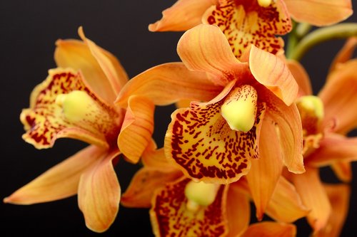 orchid  orange  blossom