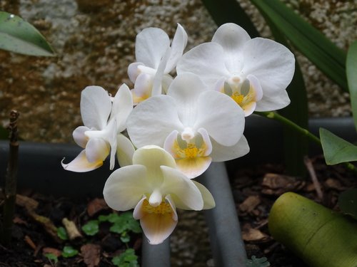 orchid  spring  flower