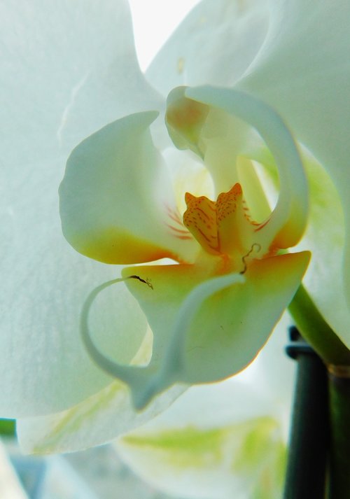 orchid  flower  flora