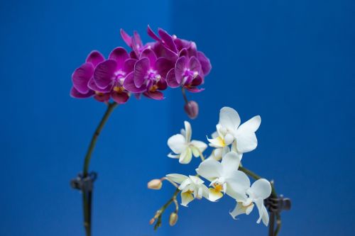 orchid flower violet