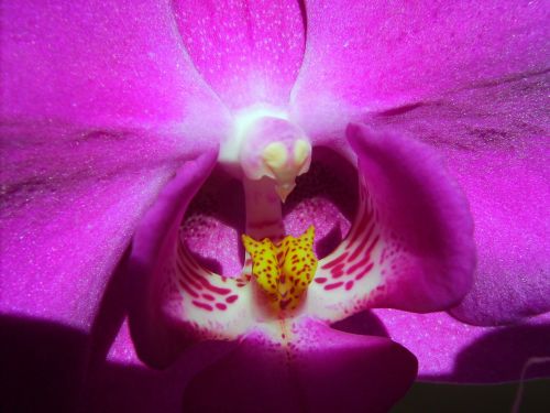 orchid phalaenopsis cute