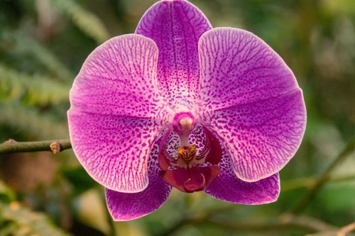 orchid  close up  blossom