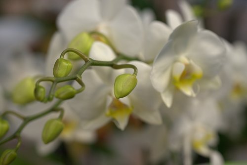 orchid  bud  blossom