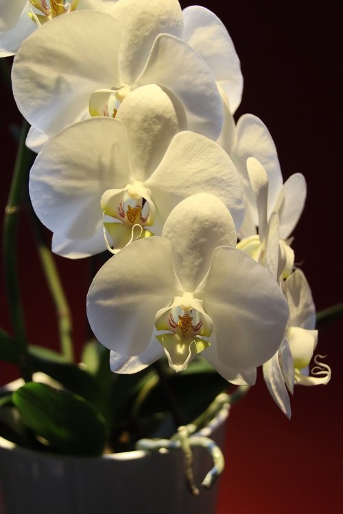 orchid  phalaenopsis  tropical