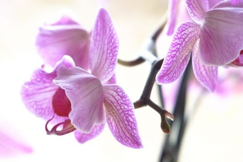 orchid lilac purple